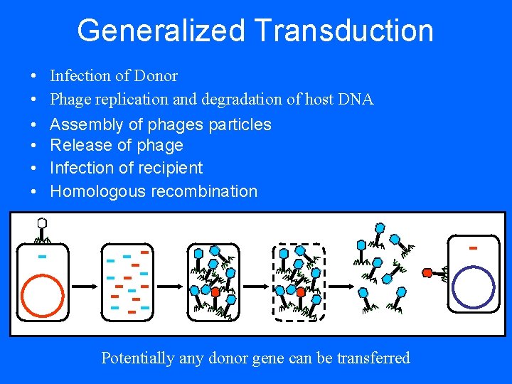 Generalized Transduction • • • Infection of Donor Phage replication and degradation of host