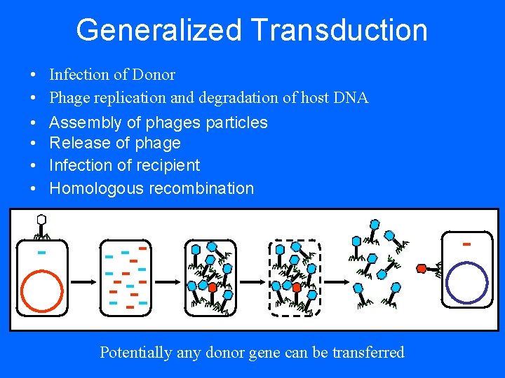 Generalized Transduction • • • Infection of Donor Phage replication and degradation of host Generalized Transduction • • • Infection of Donor Phage replication and degradation of host