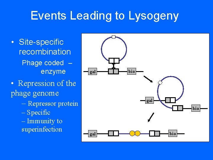 Events Leading to Lysogeny • Site-specific recombination Phage coded – enzyme gal • Repression