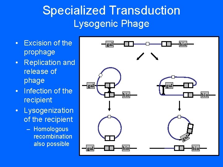 Specialized Transduction Lysogenic Phage • Excision of the prophage • Replication and release of Specialized Transduction Lysogenic Phage • Excision of the prophage • Replication and release of