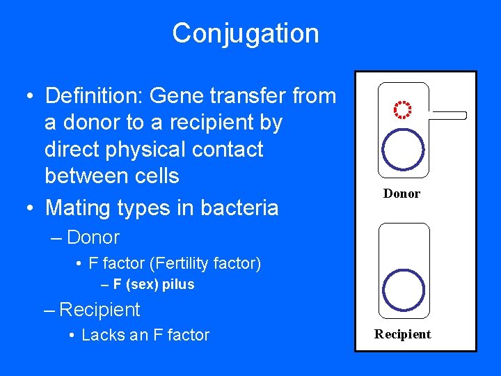 Conjugation • Definition: Gene transfer from a donor to a recipient by direct physical Conjugation • Definition: Gene transfer from a donor to a recipient by direct physical