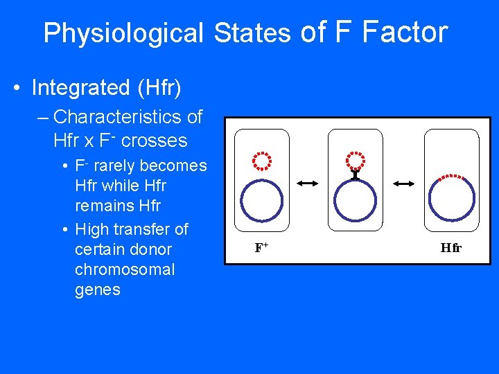 Physiological States of F Factor • Integrated (Hfr) – Characteristics of Hfr x F-