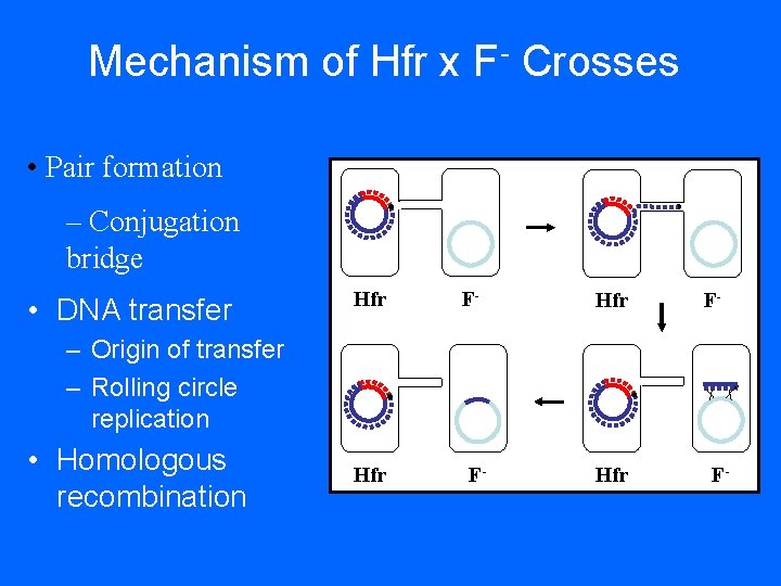 Mechanism of Hfr x F- Crosses • Pair formation – Conjugation bridge • DNA Mechanism of Hfr x F- Crosses • Pair formation – Conjugation bridge • DNA