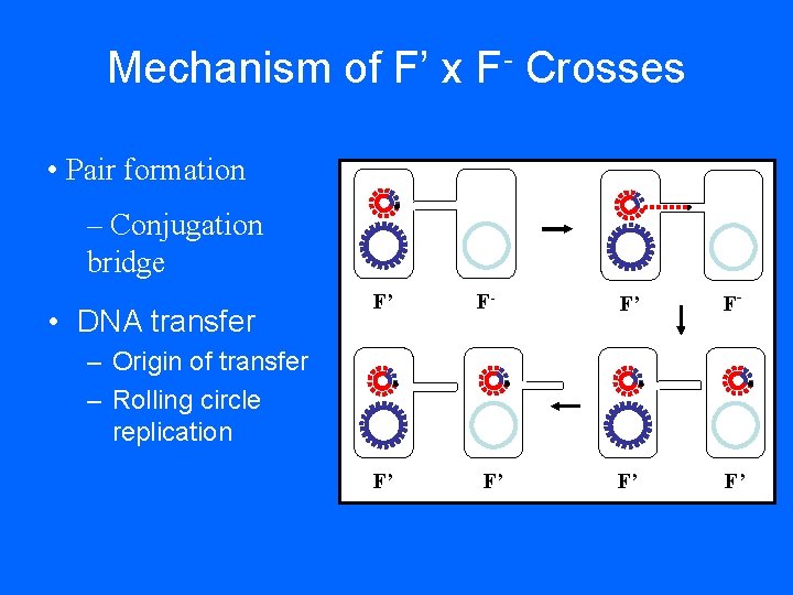 Mechanism of F’ x F- Crosses • Pair formation – Conjugation bridge • DNA