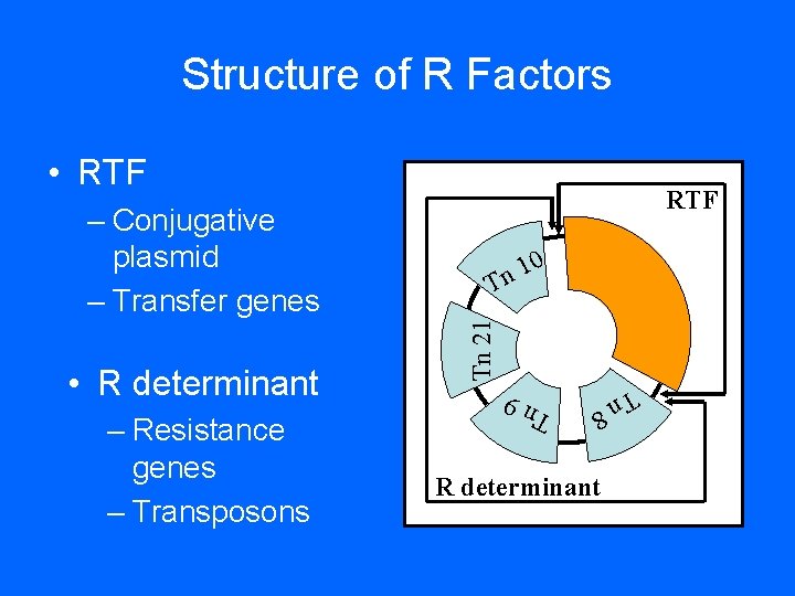 Structure of R Factors • RTF Tn 21 T n 9 – Resistance genes