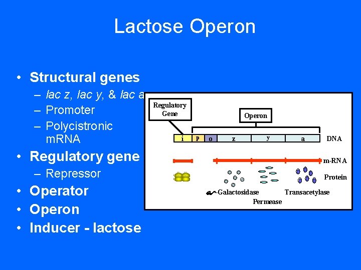 Lactose Operon • Structural genes – lac z, lac y, & lac a –