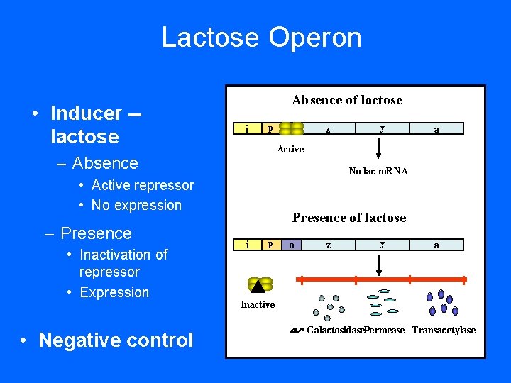 Lactose Operon • Inducer -lactose Absence of lactose i p • Negative control y
