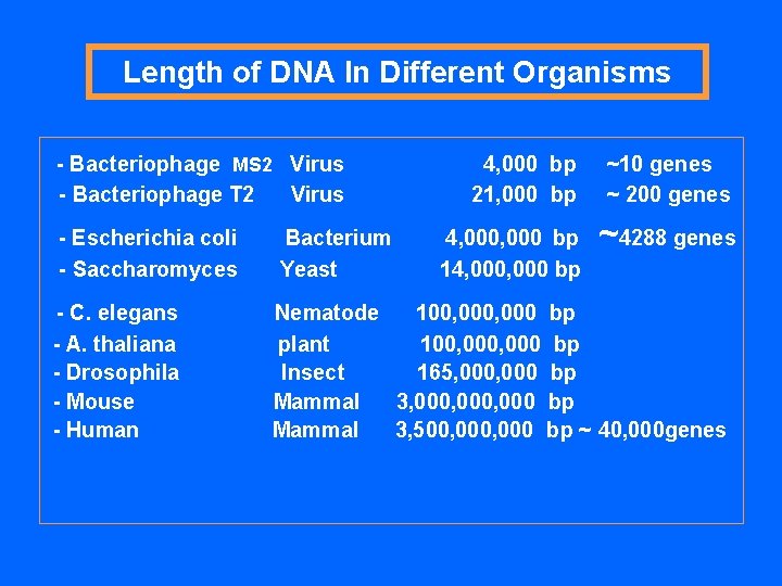 Length of DNA In Different Organisms - Bacteriophage MS 2 Virus - Bacteriophage T Length of DNA In Different Organisms - Bacteriophage MS 2 Virus - Bacteriophage T