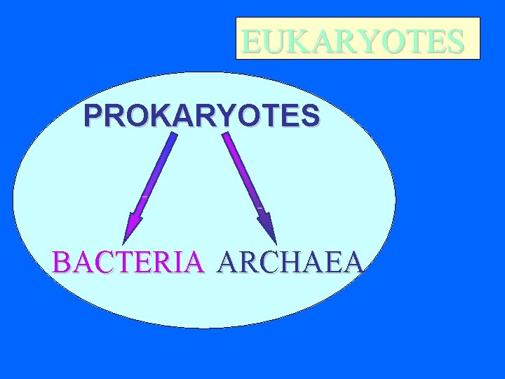 EUKARYOTES PROKARYOTES BACTERIA ARCHAEA  EUKARYOTES PROKARYOTES BACTERIA ARCHAEA