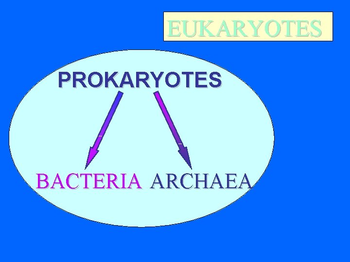 EUKARYOTES PROKARYOTES BACTERIA ARCHAEA 