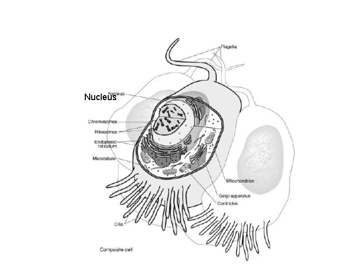 Nucleus 