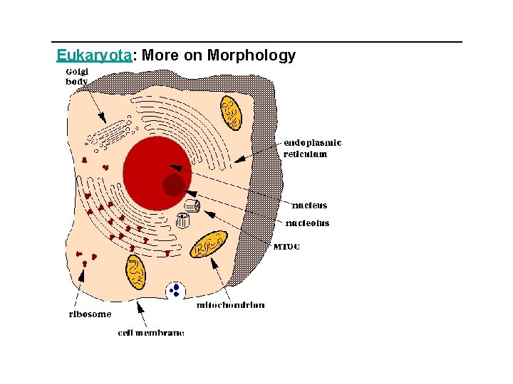 Eukaryota: More on Morphology 