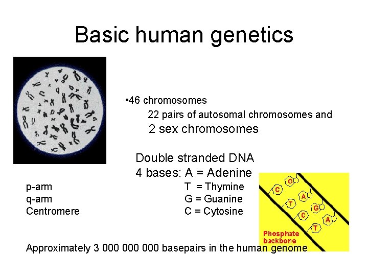 Basic human genetics • 46 chromosomes 22 pairs of autosomal chromosomes and 2 sex