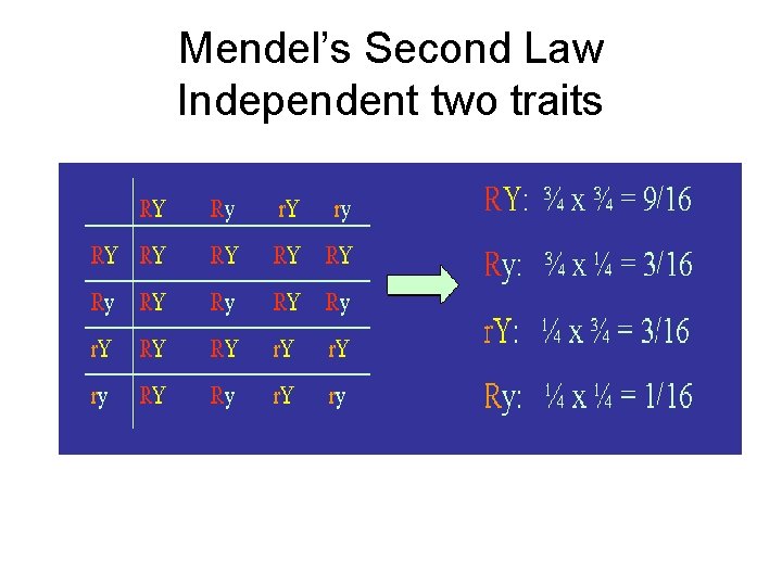 Mendel’s Second Law Independent two traits 