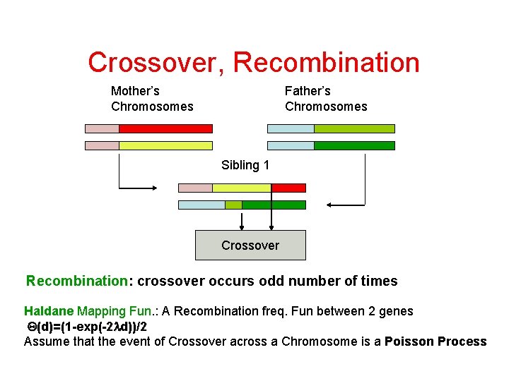 Crossover, Recombination Mother’s Chromosomes Father’s Chromosomes Sibling 1 Crossover Recombination: crossover occurs odd number