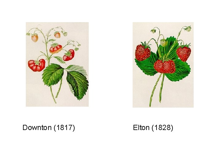 Downton (1817) Elton (1828) 