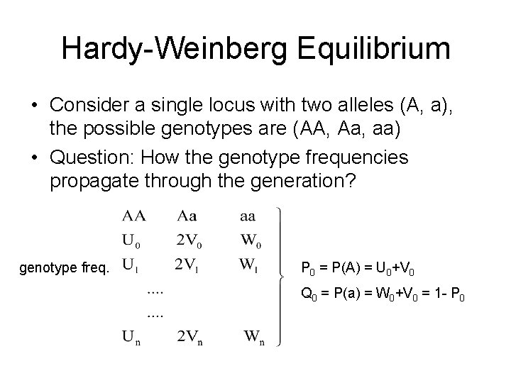 Hardy-Weinberg Equilibrium • Consider a single locus with two alleles (A, a), the possible