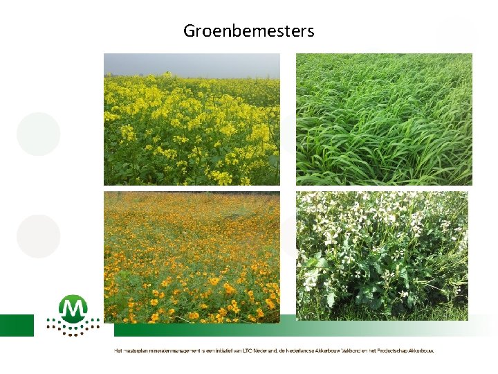 Groenbemesters 