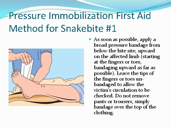 Pressure Immobilization First Aid Method for Snakebite #1 As soon as possible, apply a