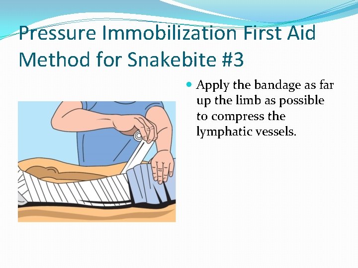 Pressure Immobilization First Aid Method for Snakebite #3 Apply the bandage as far up