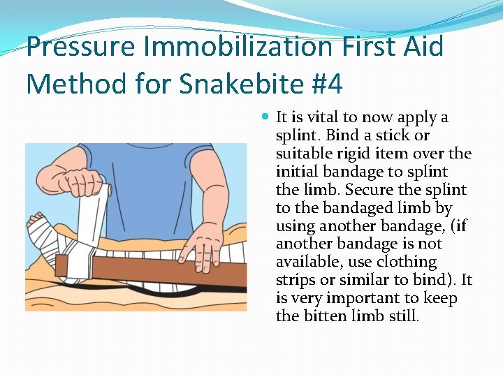 Pressure Immobilization First Aid Method for Snakebite #4 It is vital to now apply