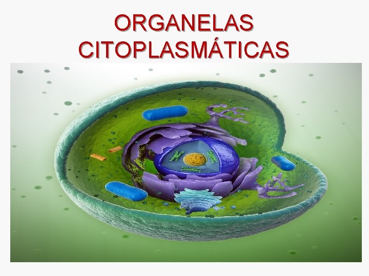 ORGANELAS CITOPLASMÁTICAS 