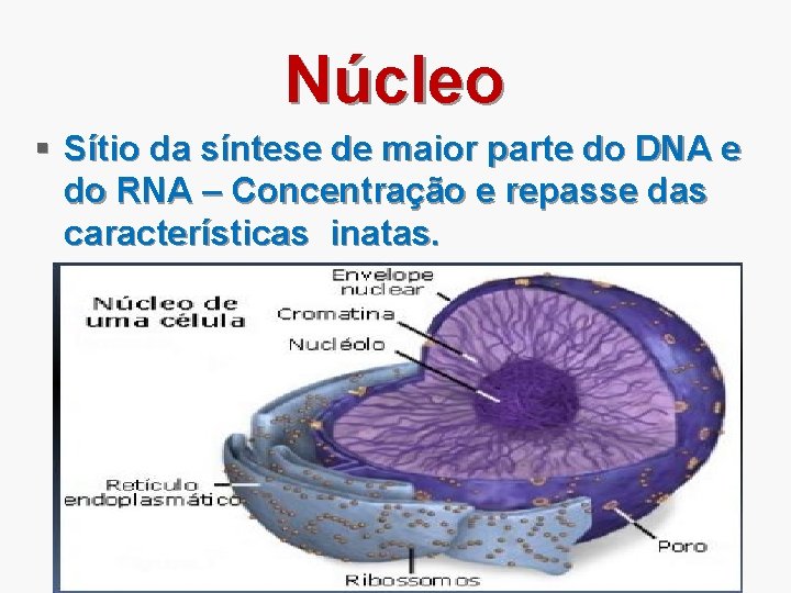 Núcleo § Sítio da síntese de maior parte do DNA e do RNA –