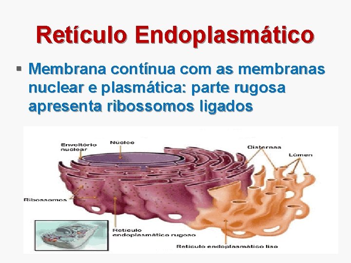 Retículo Endoplasmático § Membrana contínua com as membranas nuclear e plasmática: parte rugosa apresenta