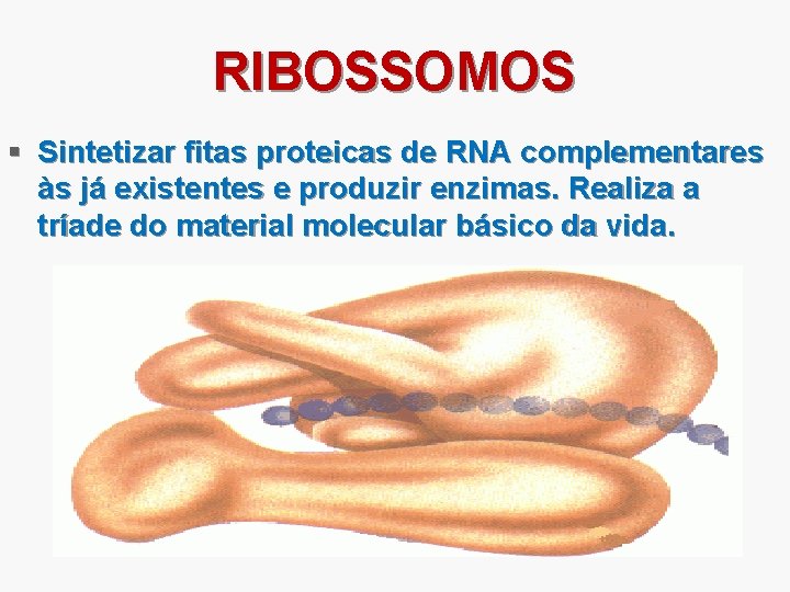 RIBOSSOMOS § Sintetizar fitas proteicas de RNA complementares às já existentes e produzir enzimas.
