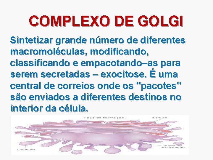 COMPLEXO DE GOLGI Sintetizar grande número de diferentes macromoléculas, modificando, classificando e empacotando–as para