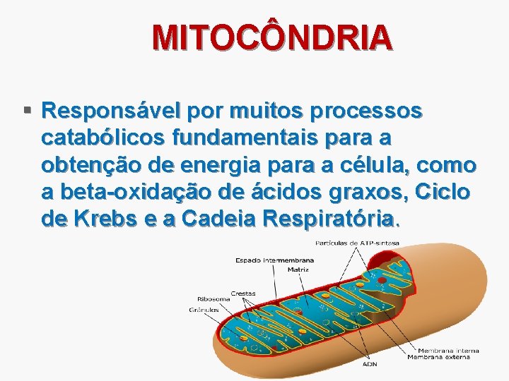 MITOCÔNDRIA § Responsável por muitos processos catabólicos fundamentais para a obtenção de energia para