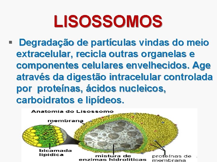 LISOSSOMOS § Degradação de partículas vindas do meio extracelular, recicla outras organelas e componentes
