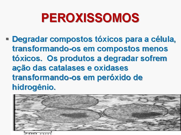 PEROXISSOMOS § Degradar compostos tóxicos para a célula, transformando-os em compostos menos tóxicos. Os