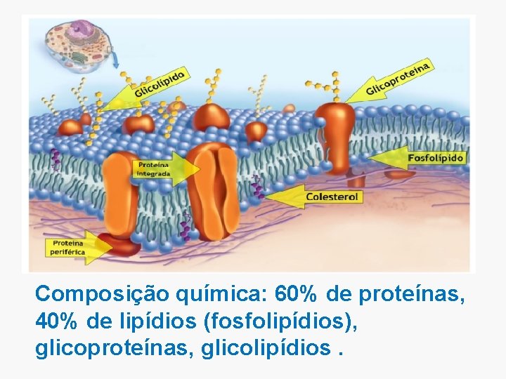 Composição química: 60% de proteínas, 40% de lipídios (fosfolipídios), glicoproteínas, glicolipídios. 