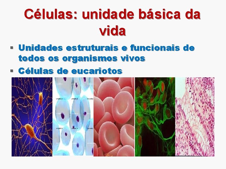 Células: unidade básica da vida § Unidades estruturais e funcionais de todos os organismos