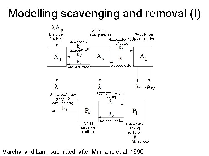 Modelling scavenging and removal (I) Dissolved “activity” “Activity” on small particles large particles Aggregation/repa