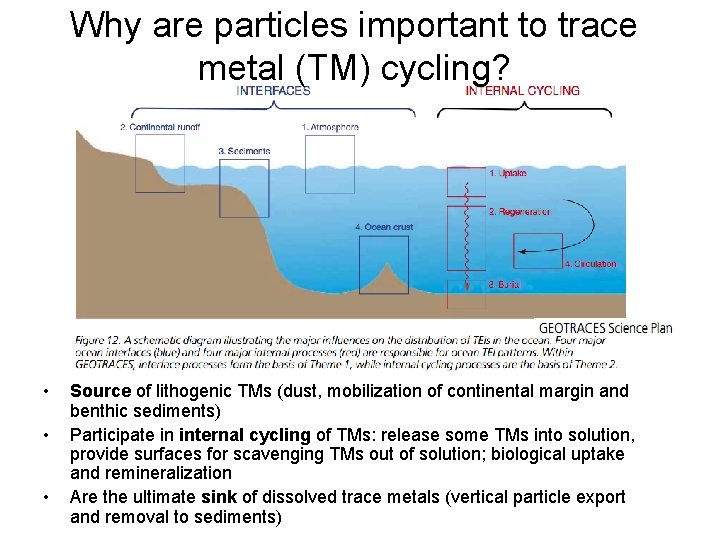 Why are particles important to trace metal (TM) cycling? • • • Source of