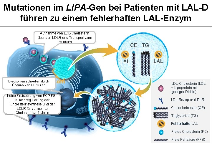 Mutationen im LIPA-Gen bei Patienten mit LAL-D führen zu einem fehlerhaften LAL-Enzym Aufnahme von