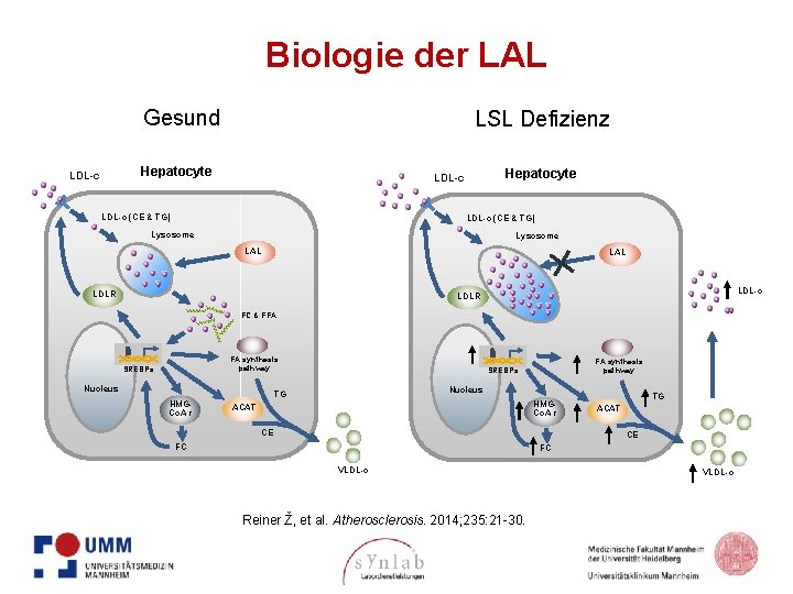 Biologie der LAL Gesund LSL Defizienz Hepatocyte LDL-c (CE & TG) Lysosome LAL LDLR