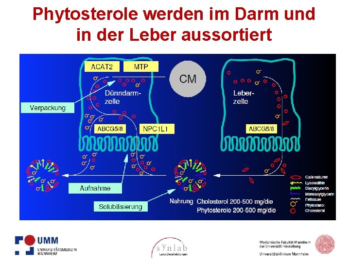 Phytosterole werden im Darm und in der Leber aussortiert 6 G-PCS-0268/GLB. ALI. 13. 07.