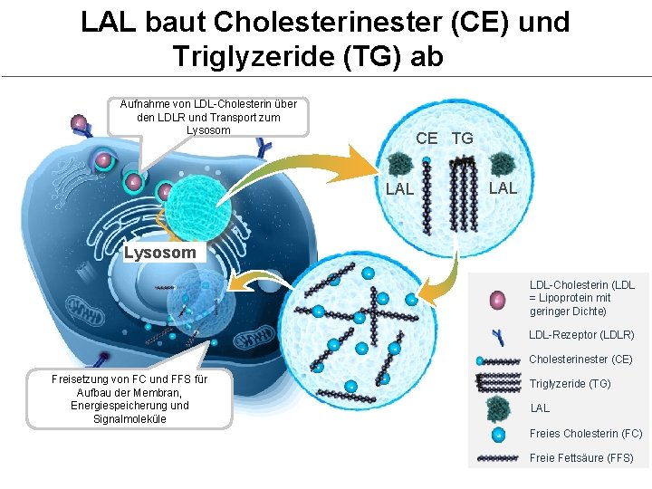 LAL baut Cholesterinester (CE) und Triglyzeride (TG) ab 1 -3 Aufnahme von LDL-Cholesterin über