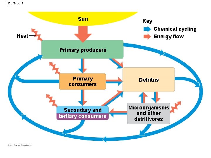 Figure 55. 4 Sun Key Chemical cycling Energy flow Heat Primary producers Primary consumers