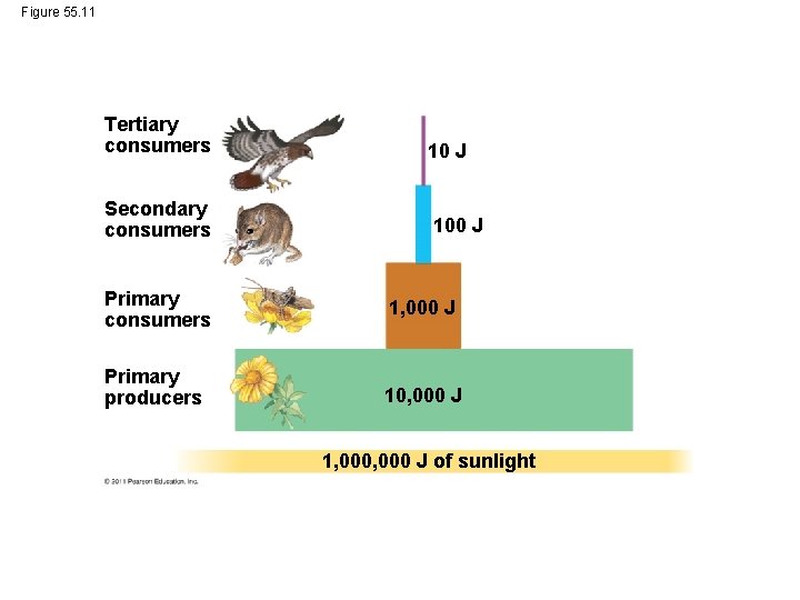 Figure 55. 11 Tertiary consumers 10 J Secondary consumers 100 J Primary consumers 1,