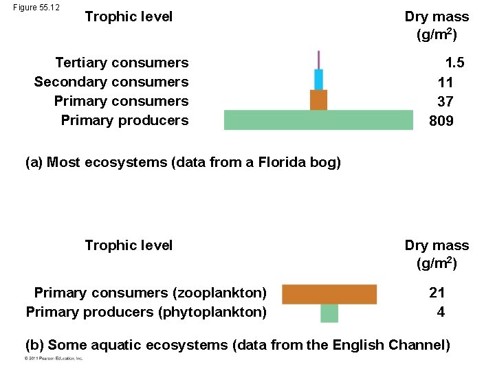 Figure 55. 12 Trophic level Tertiary consumers Secondary consumers Primary producers Dry mass (g/m