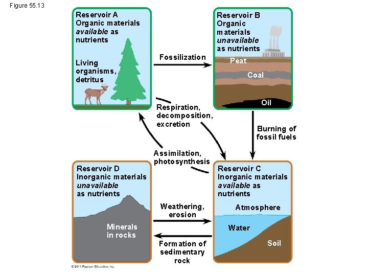 Figure 55. 13 Reservoir A Organic materials available as nutrients Living organisms, detritus Reservoir