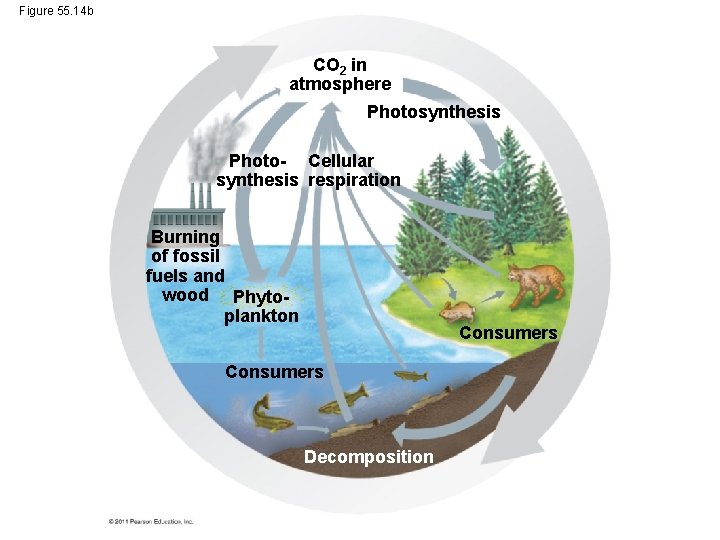 Figure 55. 14 b CO 2 in atmosphere Photosynthesis Photo- Cellular synthesis respiration Burning