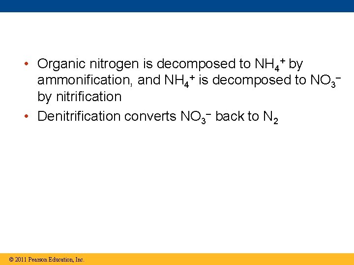  • Organic nitrogen is decomposed to NH 4+ by ammonification, and NH 4+