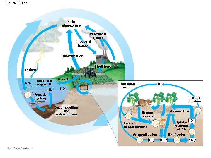 Figure 55. 14 c N 2 in atmosphere Reactive N gases Industrial fixation Denitrification