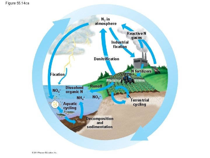 Figure 55. 14 ca N 2 in atmosphere Reactive N gases Industrial fixation Denitrification