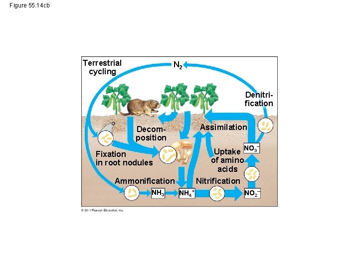 Figure 55. 14 cb Terrestrial cycling N 2 Denitrification Assimilation Decomposition NO 3– Uptake